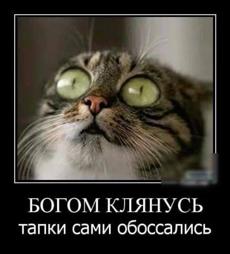 БОГОМ КЛЯНУСЬ тапки сами обоссались