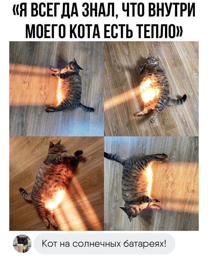 «Я ВСЕГДА ЗНАЛ, ЧТО ВНУТРИ МОЕГО КОТА ЕСТЬ ТЕПЛО»
Кот на солнечных батареях!