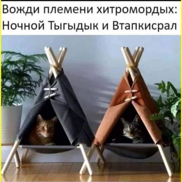 Вожди племени хитромордых: Ночной Тыгидык и Втапкисрал