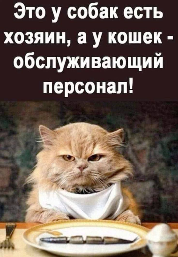 Это у собак есть хозяин, а у кошек - обслуживающий персонал!
