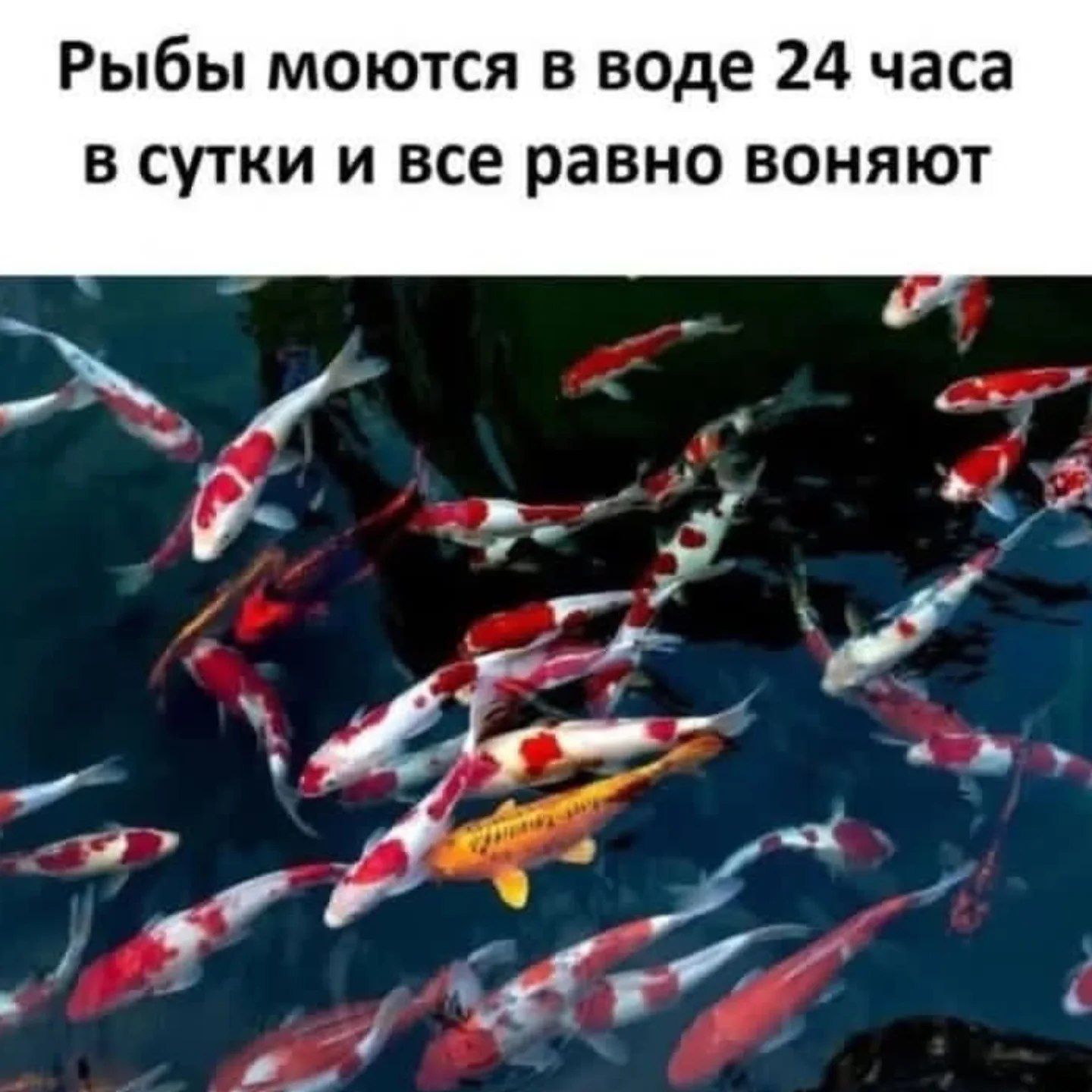Рыбы моются в воде 24 часа в сутки и все равно воняют