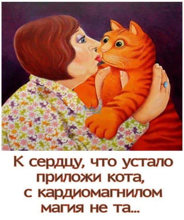 приложи кота с кардиомагнилом магия не та