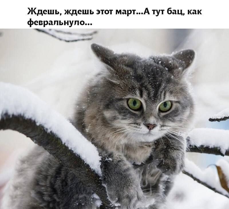 Ждешь ждешь эпл маркА тут бац как феврапьиупщ __