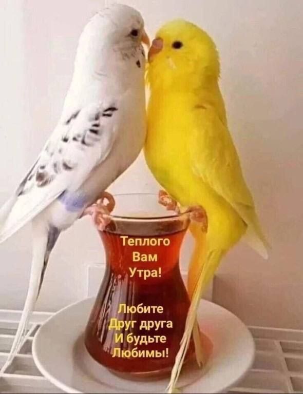 Теплого Вам Утра Любите друг друга и будьте Любимы