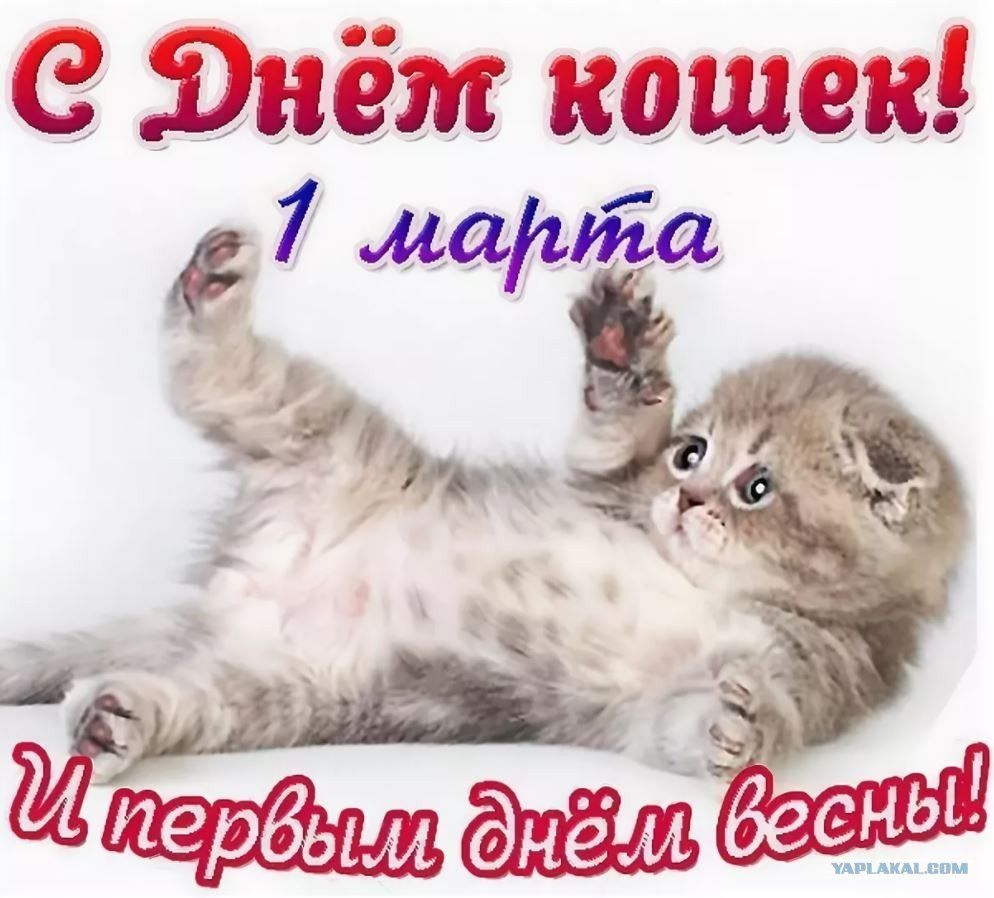 Юнём кошек _ и 3 М
