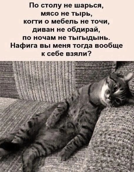По стопу ие шарься мясо не тырь копи о мебель ие точи диван не обдирай по ночам не тыгыдынь Нафига вы меня тогда вообще к себе взяли