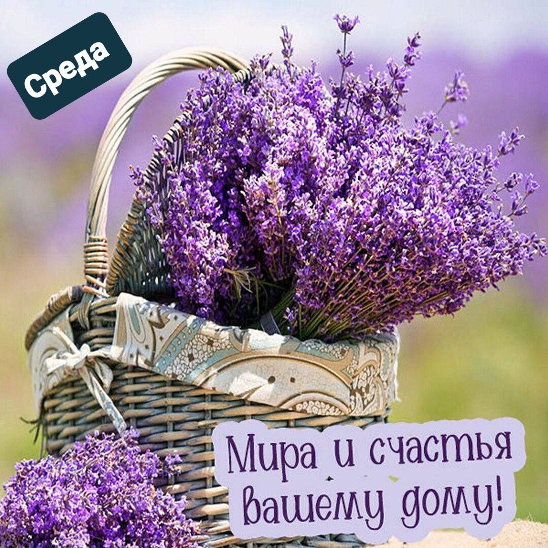 у _ Мира д счастья Башемч