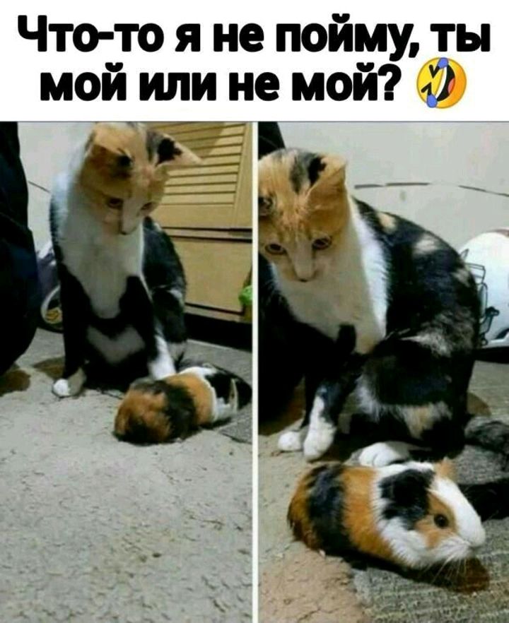 Что то я не пойму ты мой или не мой