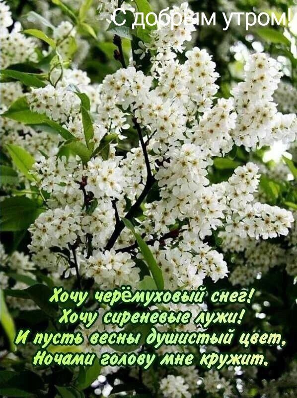 Хочу черемуховитсиегд Хачу сиреневые лужи _ И пусть 1461 душ_стыи цвет дачами голову мие ртужат оо