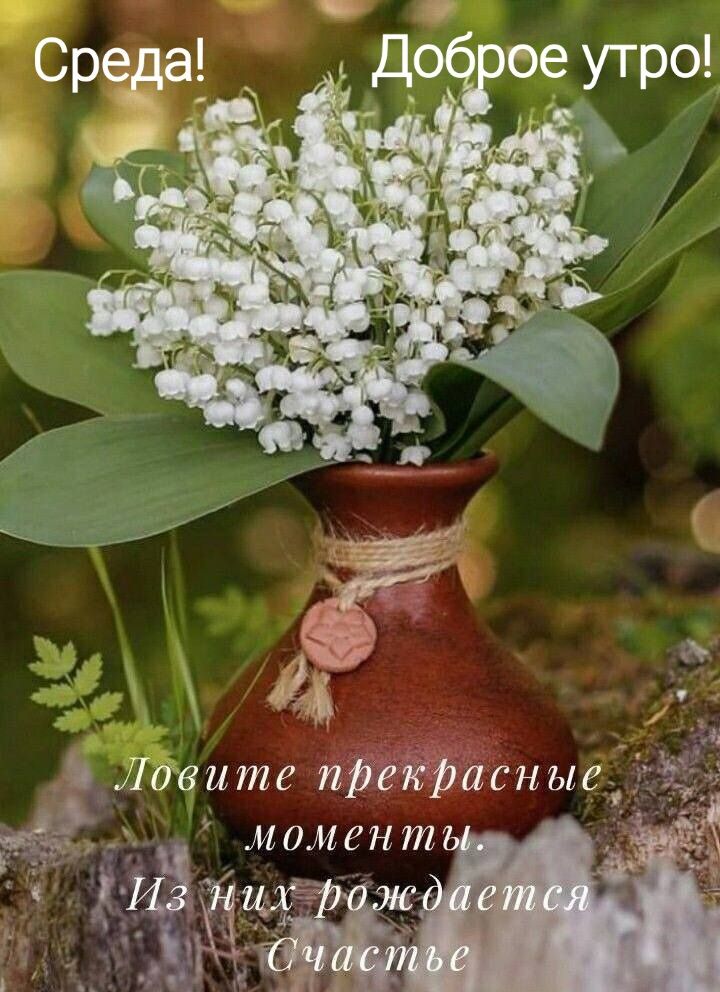 Лаите пргіфасные момент