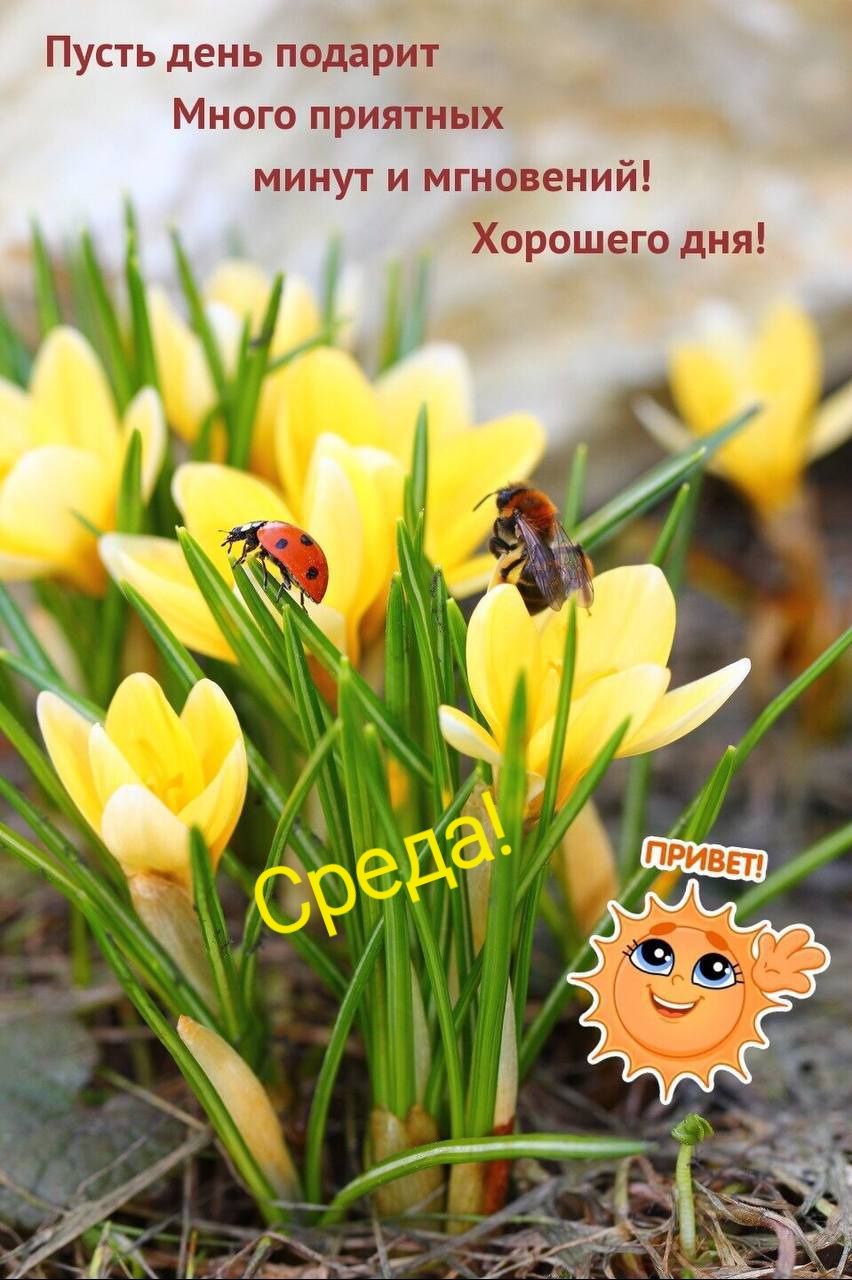 Пусть день подарит Много приятных минут и мгновений Хорошего дня
