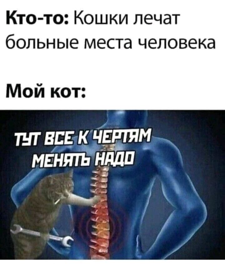 Кто то Кошки лечат больные места человека Мой кот ТНТ ВСЕ К ЧЕРТЯМ МЕНЯТЬ НМП