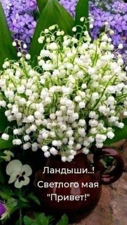 Ландыши Светлого мая Привет