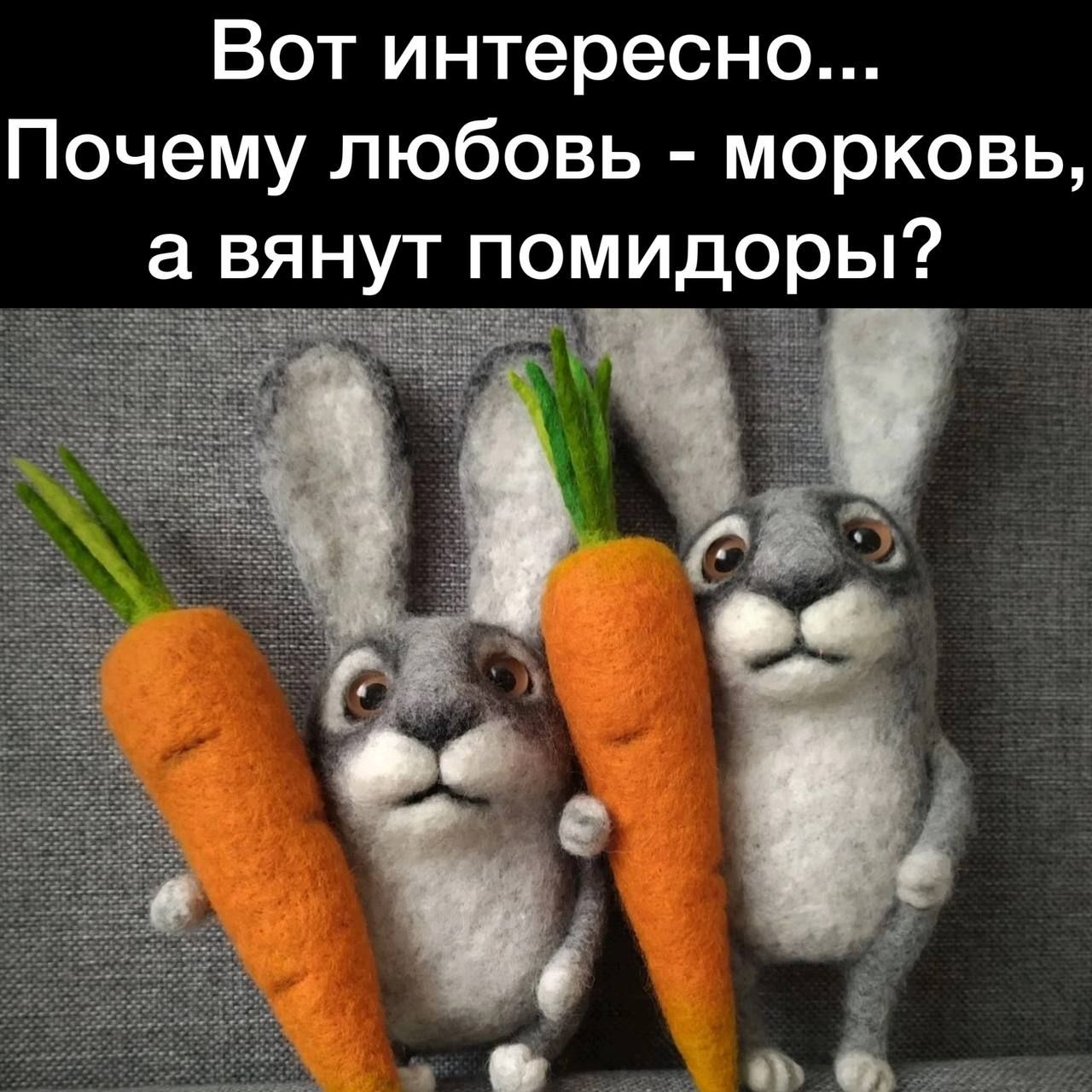Вот интересно Почему любовь морковь а вянут помидоры