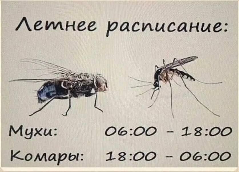 Аеилнег расписание Мухи 0600 1800 Комары 1800 0600