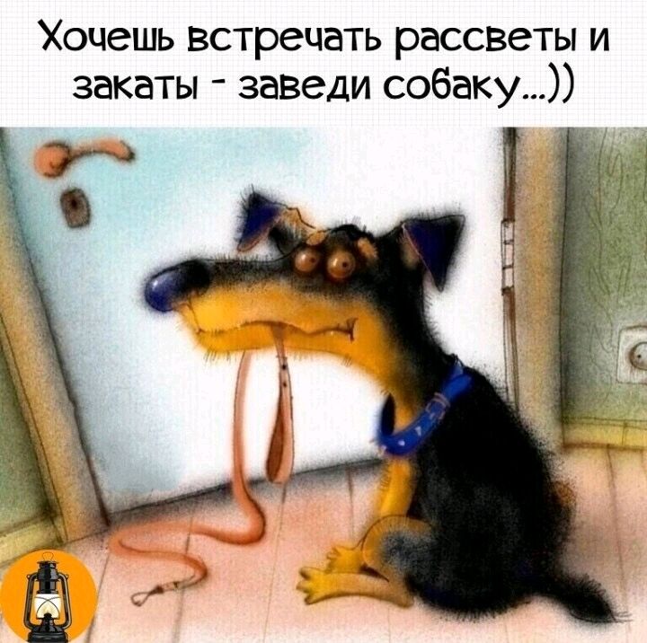 Хочешь встрецать рассветы и закаты заведи собаку