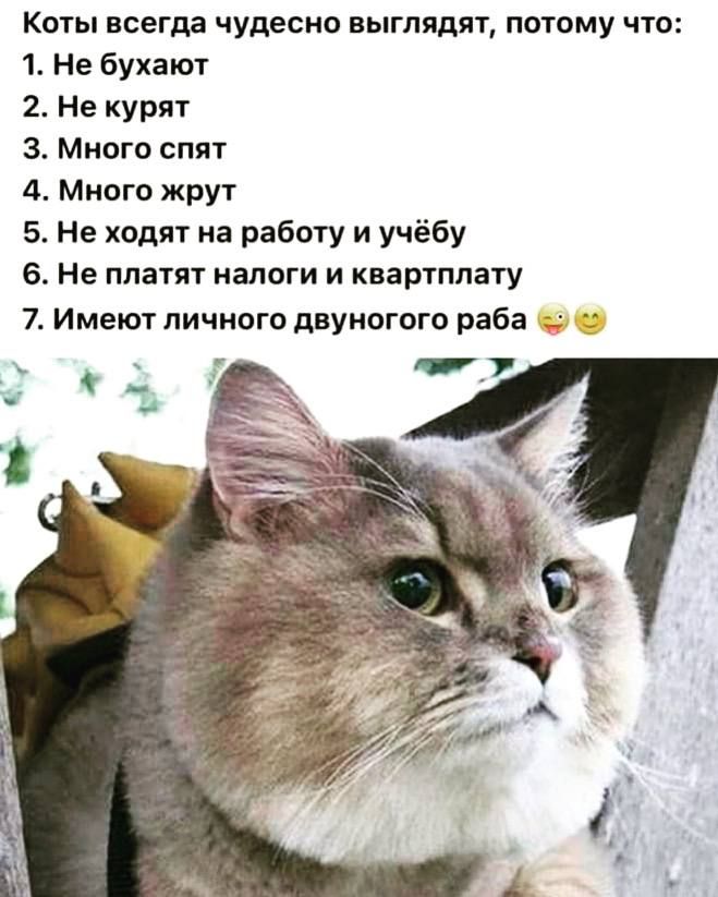 Коты всегда чудесно выглядят потому что 1 Не бухают 2 не курят 3 Много спят 4 Много жрут 5 Не ходят на работу и учёбу 6 Не платят налоги и квартплату 7 имеют личного двуногого раба