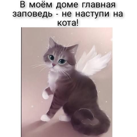 В моём доме главная заповедь не наступи на кота