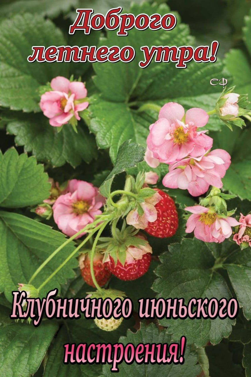 убничр июньского настроения