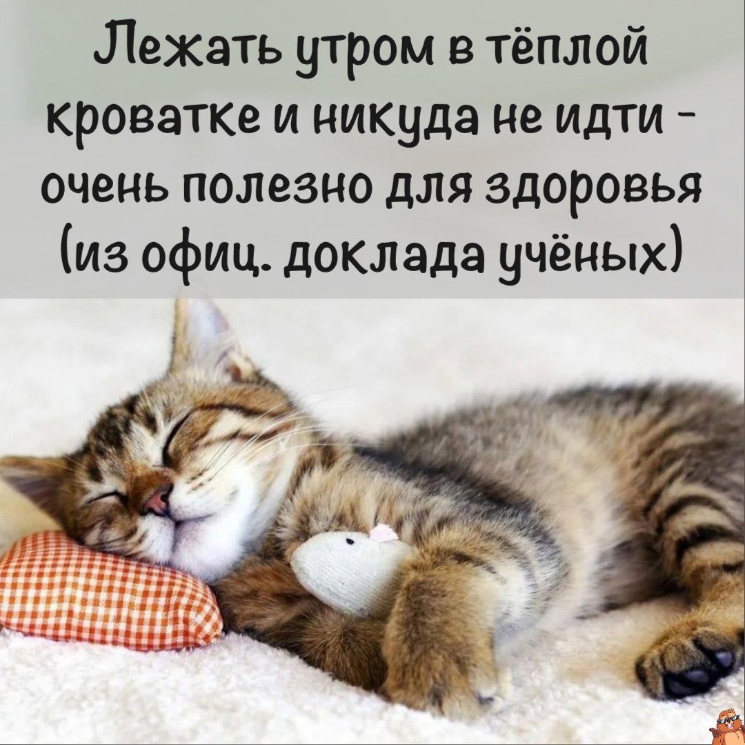 Лежать утром в тёплой кроватке и ник_цда не идти очень полезно для здоровья из офиц доклада учёных