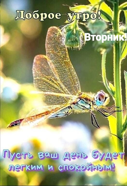 Щоброе тб _