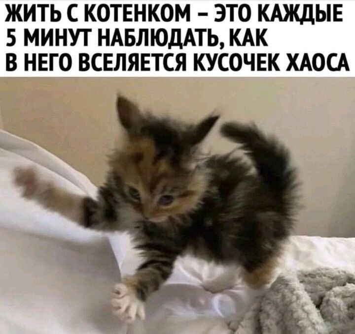 ЖИТЬ С КОТЕНКОМ ЭТО КАЖДЫЕ 5 МИНУТ НАБЛЮДАТЬ КАК В НЕГО ВСЕЛЯЕТСЯ КУСОЧЕК ХАОСА