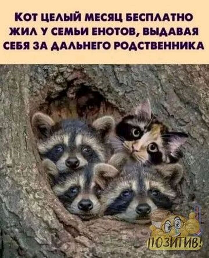 кот цншй месяц ввспмшю жил свмьи енотов выААвАя сия зд дми ино юдстввииип