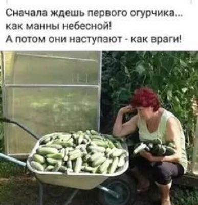 Сначала ждешь первого огурчика как манны небесной А ПОТОМ ОНИ наступают ак враги