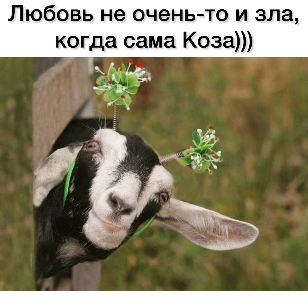 Любовь не очень то и зла когда сама Коза