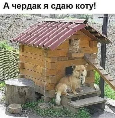 А чердак я сдаю коту