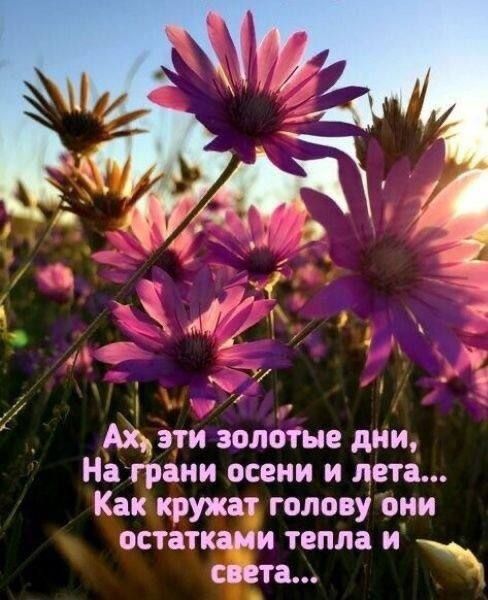 Ах эти золотые дми На грани осени и пета Как кружат голову они остатками тепла и света