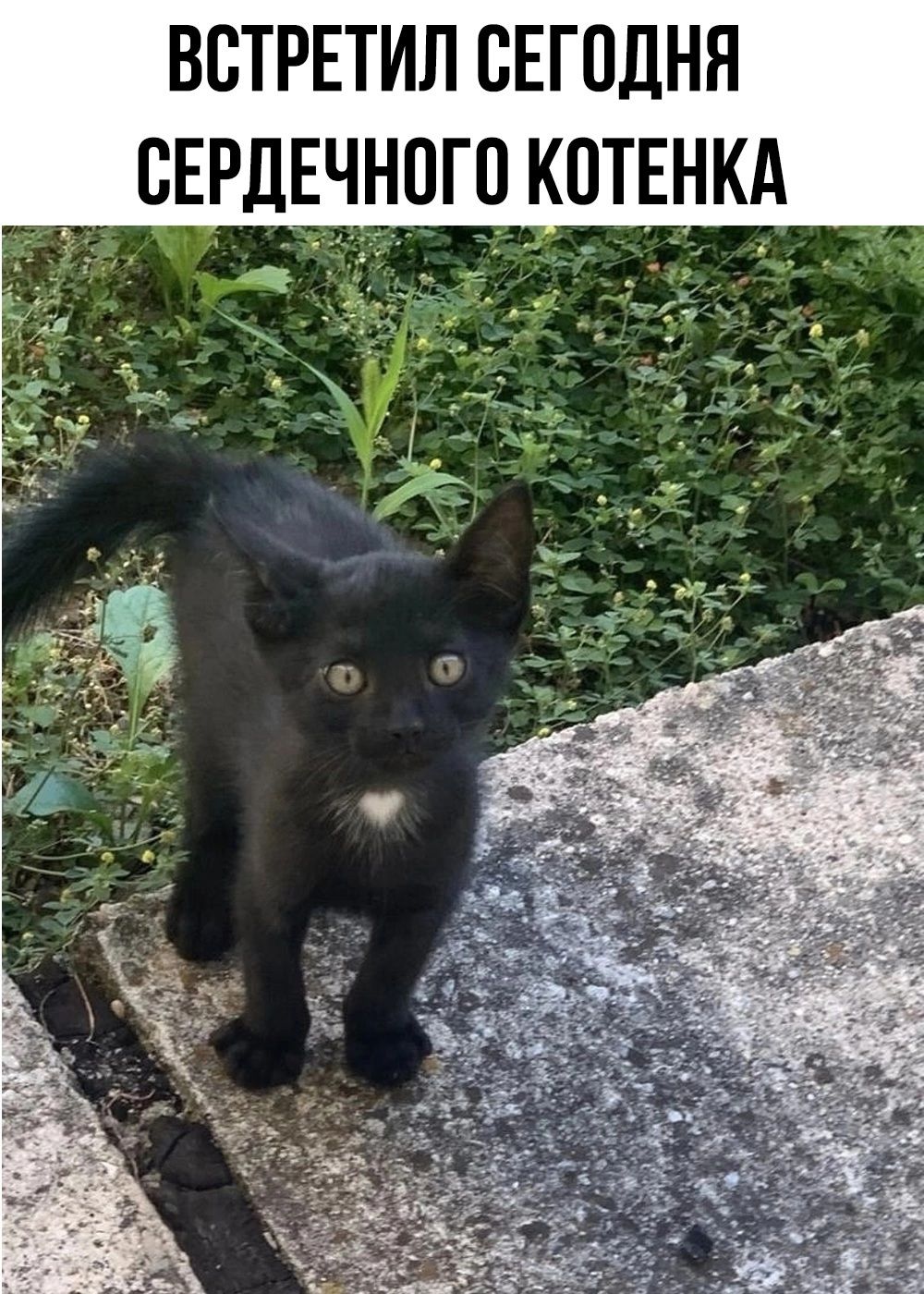 ВБТРЕТИЛ СЕГОДНЯ СЕРДЕЧНПГ КОТЕНКА