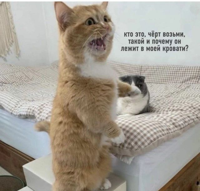 т 119 чір нмьни аипи и надену пи пежи ипеи проти