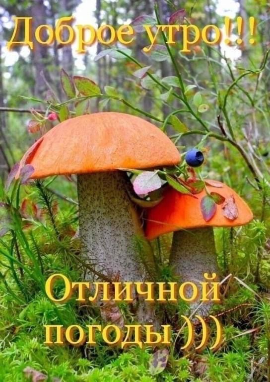 оДЫ ПОР