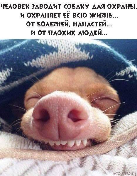чмовек мводит СОБАКУ мя охмны и охмняст ЕЁ всю жизнь от вомзнцй ншмтвй и от ПАОХИХ АЮАЕЙ