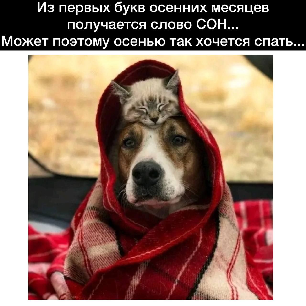 Из первых букв осенних месяцев получается слово СОН Может поэтому осенью так хочется спать