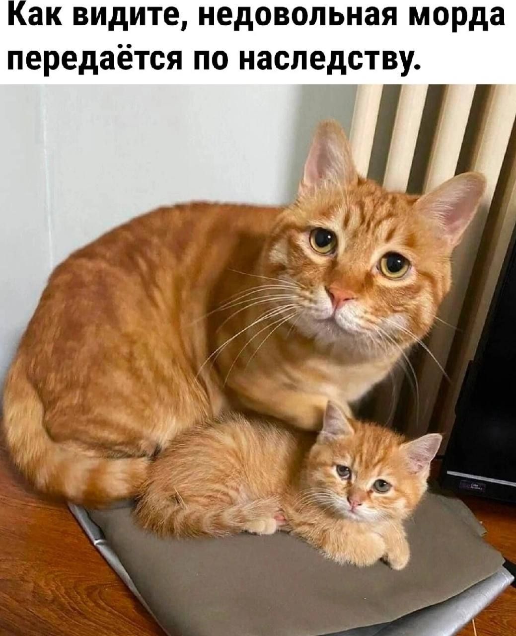 ак видите недовольная морда передаётся по наследству