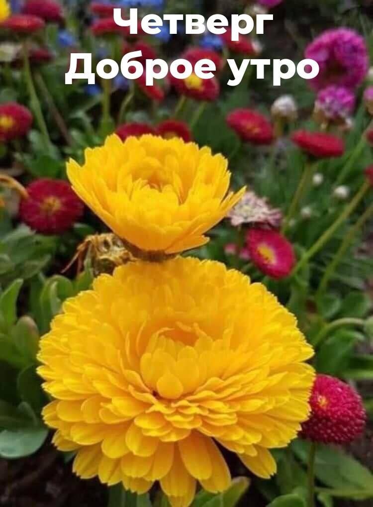 д ччев Доброе УГЕ Ь ч