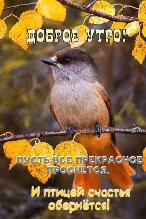 И птицей счесть вборнётся