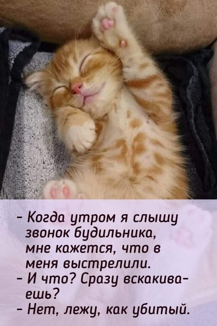 Когда утром я слышу звоник Будильники мне кажется что в меня выстрелили И что Сразу вскакива ешь Нет лежу как убитый