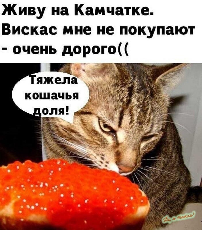 Живу на Камчатке Вискас мне не покупают очень дорого Ц яжела г кошачья оля
