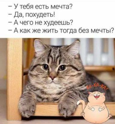 У тебя есть мечта Да похудеть А чего не худеешь А Как же жить тогда без мечты
