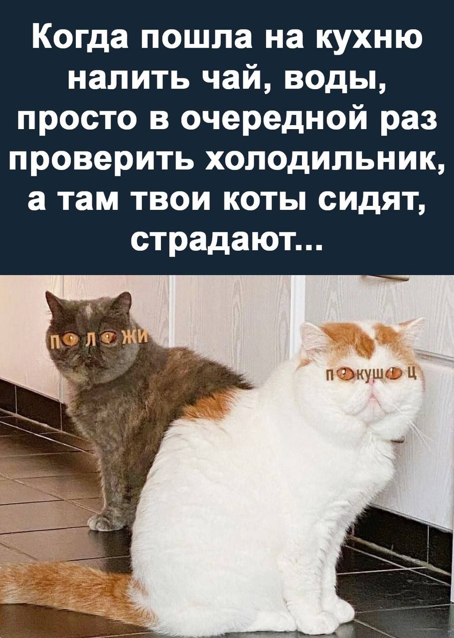 Когда пошла на кухню налить чай воды просто в очередной раз проверить холодильник а там твои коты сидят страдают