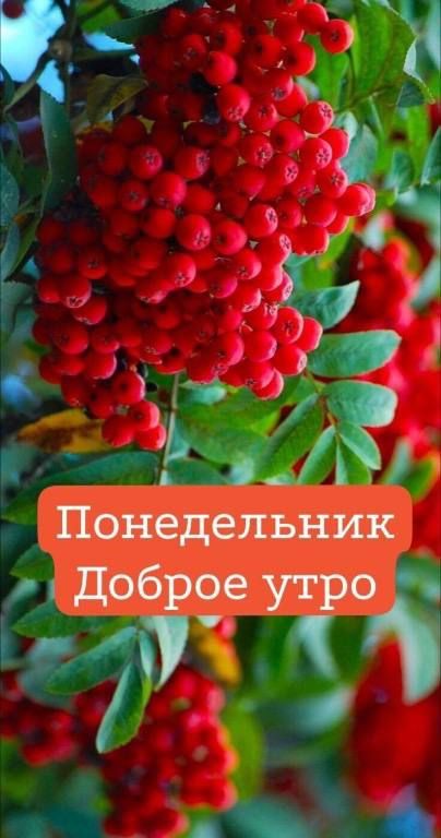 Понедельник доброе утро і ъ А