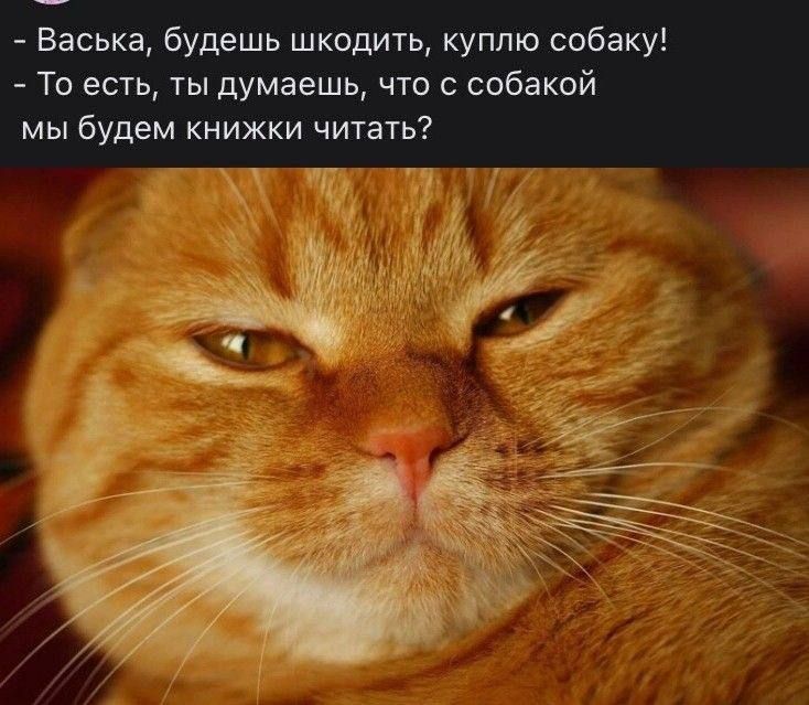 Васька будешь шкодить куплю собаку То есть ты думаешь что с собакой мы будем книжки читать