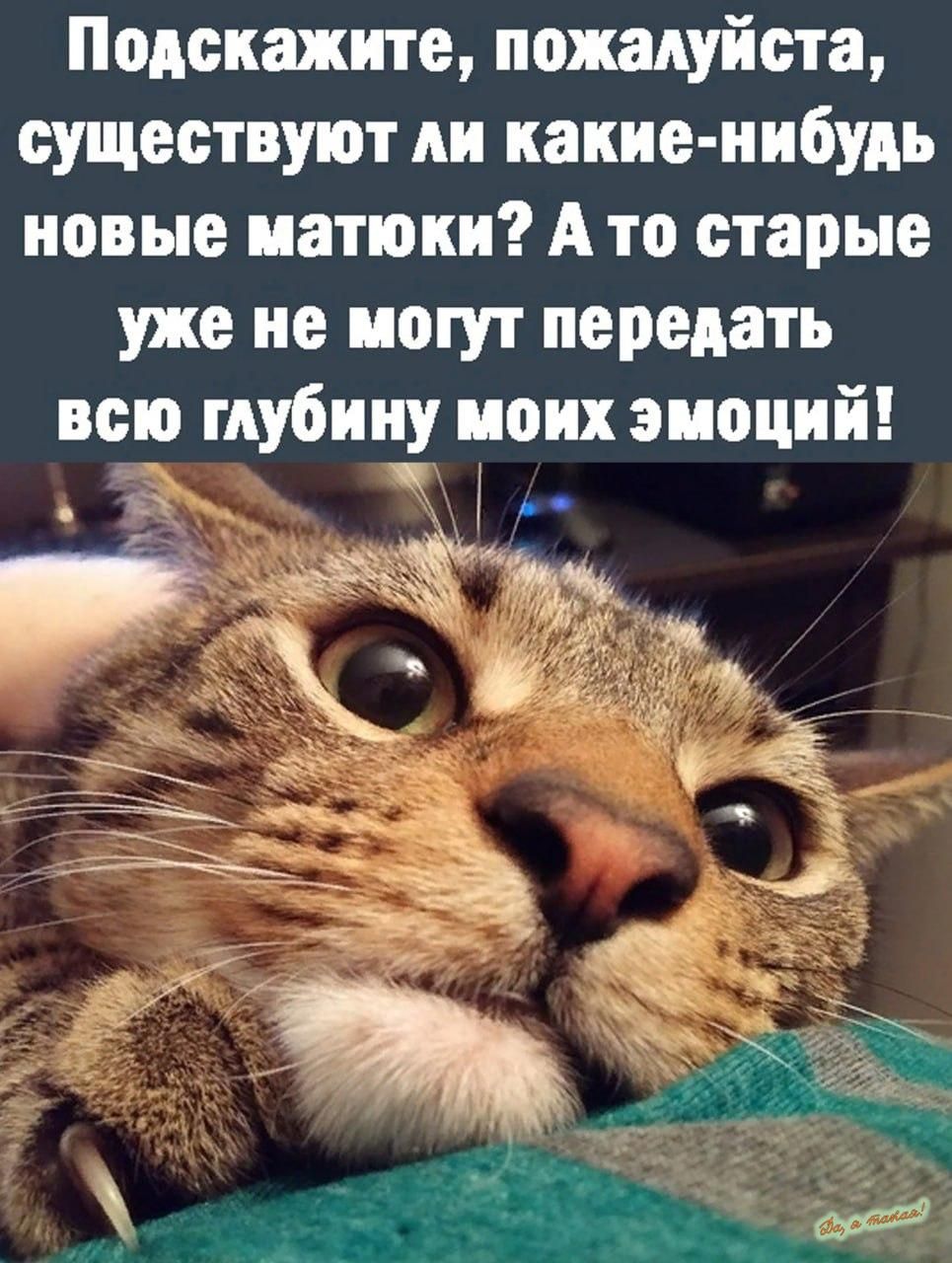 Подскажите пожалуйста существуют АИ какие нибудь новые иатюки А то старые уже не могут передать всю глубину моих эмоций