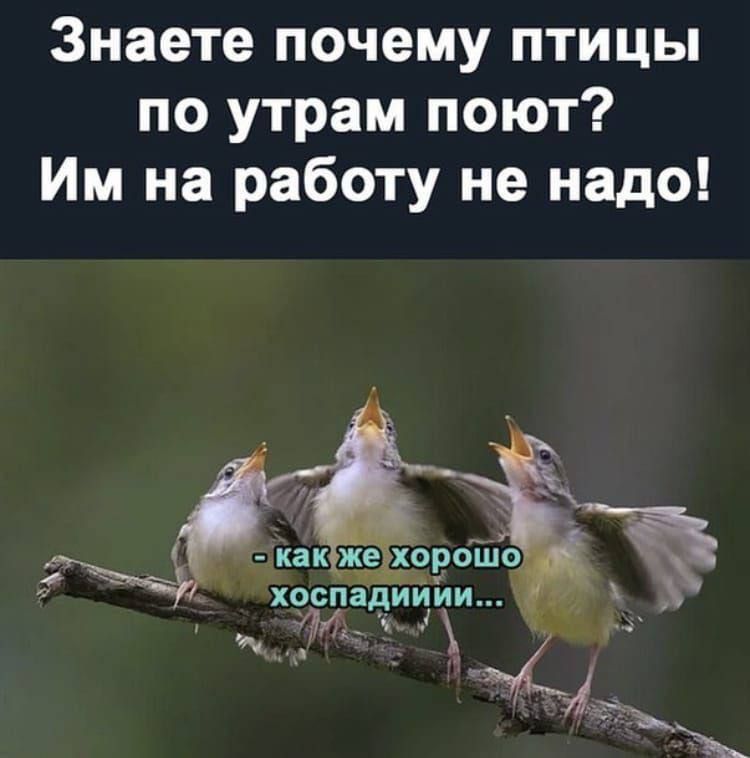 Знаете почему птицы по утрам поют Им на работу не надо как же хрроіио _па1ииЙи _