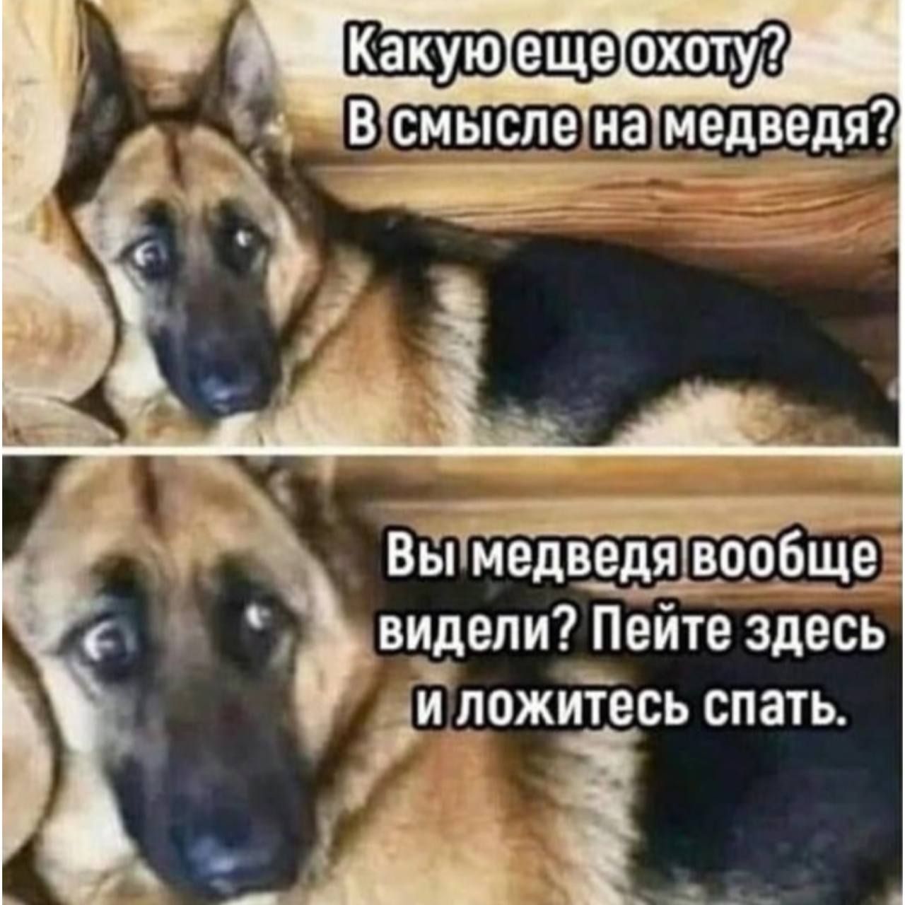 4 В1смыслетнамедведя