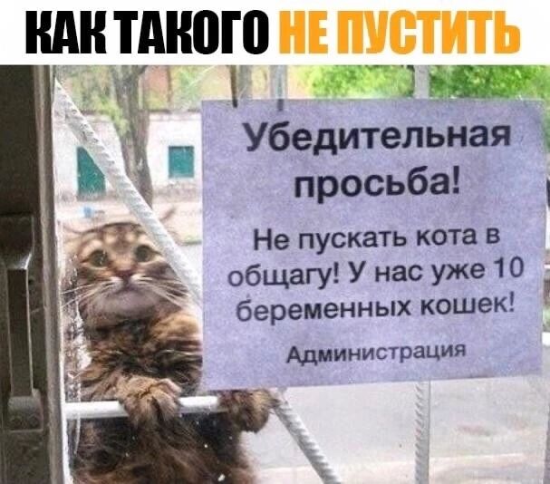 ШШ ТМЮШ 5 Ё 5 Убедительная просьба Л Не пускать кота в общагу У нас уже 10 беременных кошек Администрация