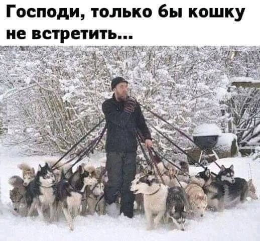 Господи только бы кошку